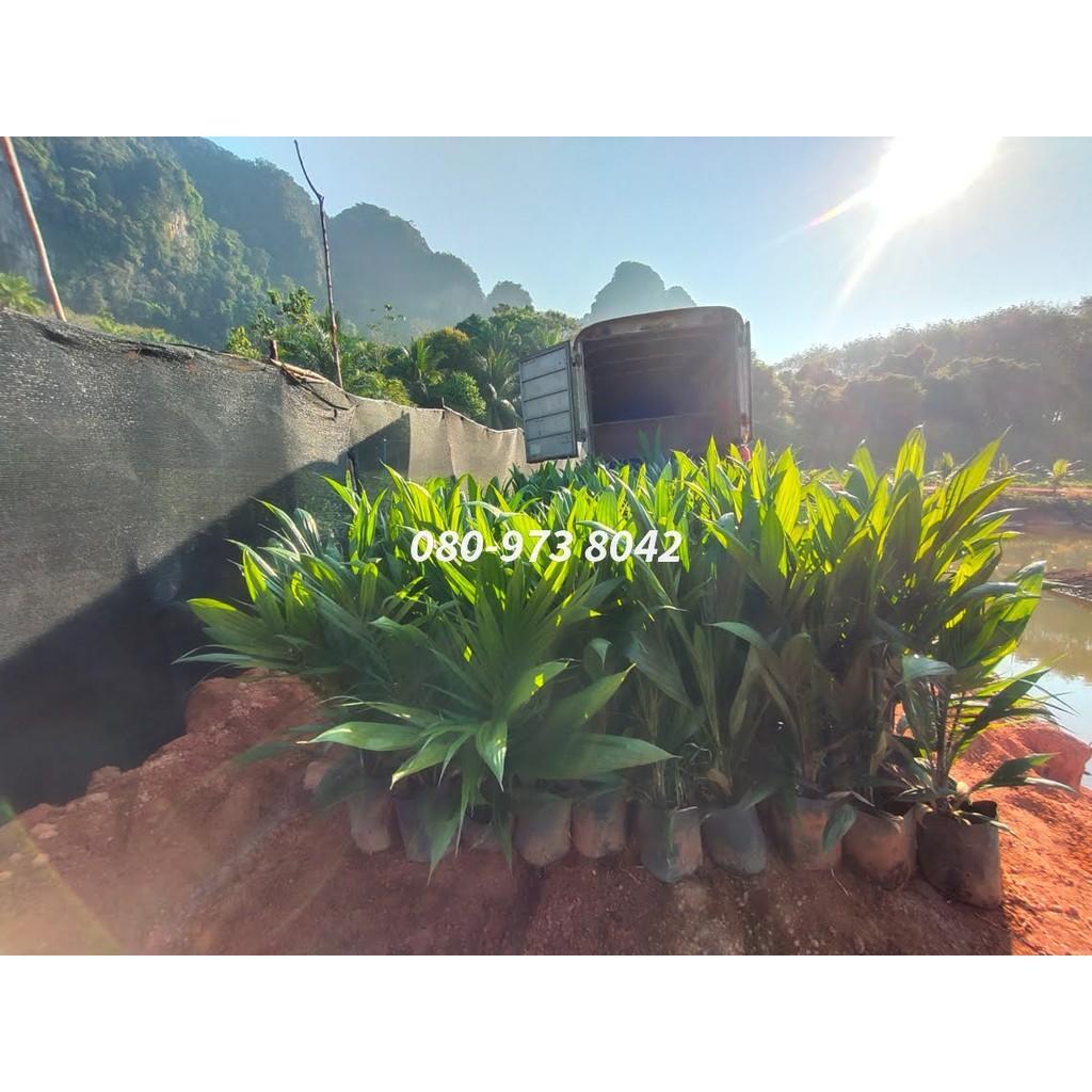 พันธุ์ปาล์ม ยังกัมบิ ML161 (Yangumbi ML161) รุ่น 8เดือน โทร 098 0130425