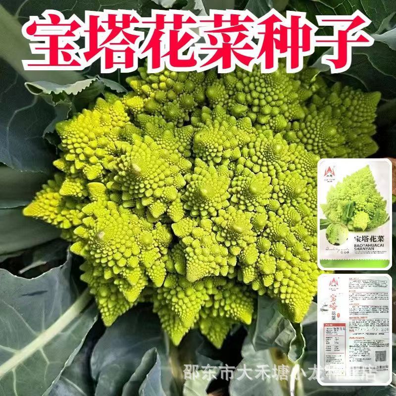 现货正宗宝塔花菜种子罗马花椰菜宝塔菜种子秋季蔬菜种籽有机菜花菜孑Authentic Pagoda Cauliflower Seeds Roman Cauliflower Pagoda20260328