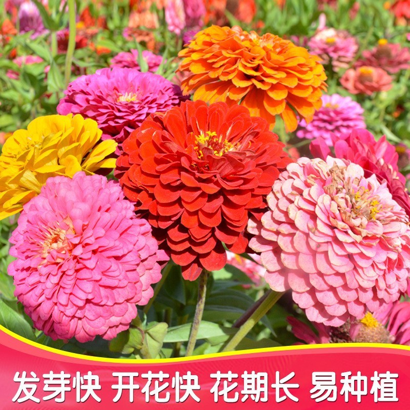พร้อมสต็อกจัดส่งที่รวดเร็ว Four Seasons ปลูกง่าย Zinnia Flower Seeds Cosmos Road Courtyard Zinnia Ou