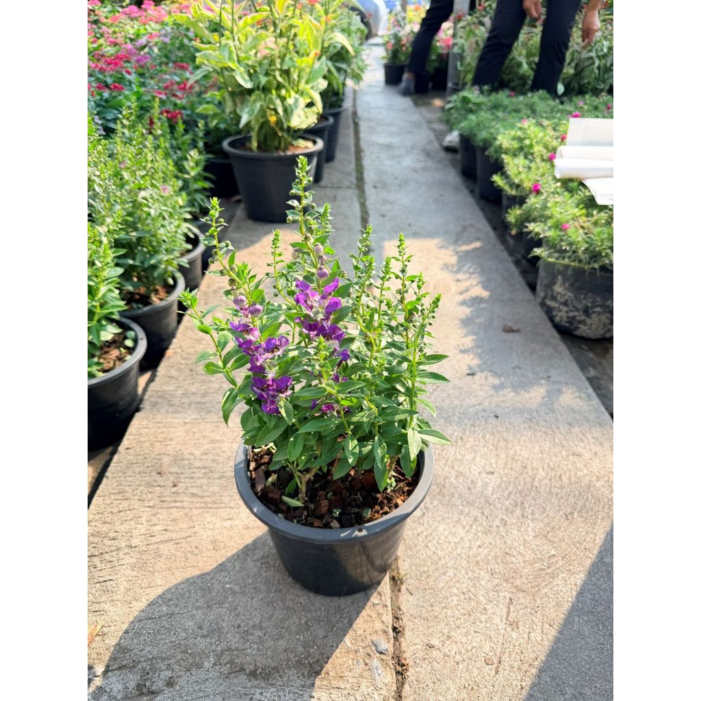 มุมมอง 7