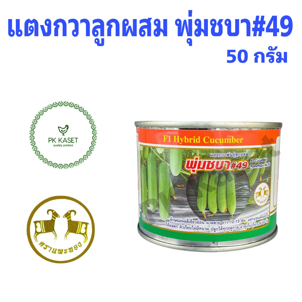 เมล็ดแตงกวา พุ่มชบา #49 50g ตราแพะทอง แตงกวาลูกผสม F1 HYBRID CUCUMBER