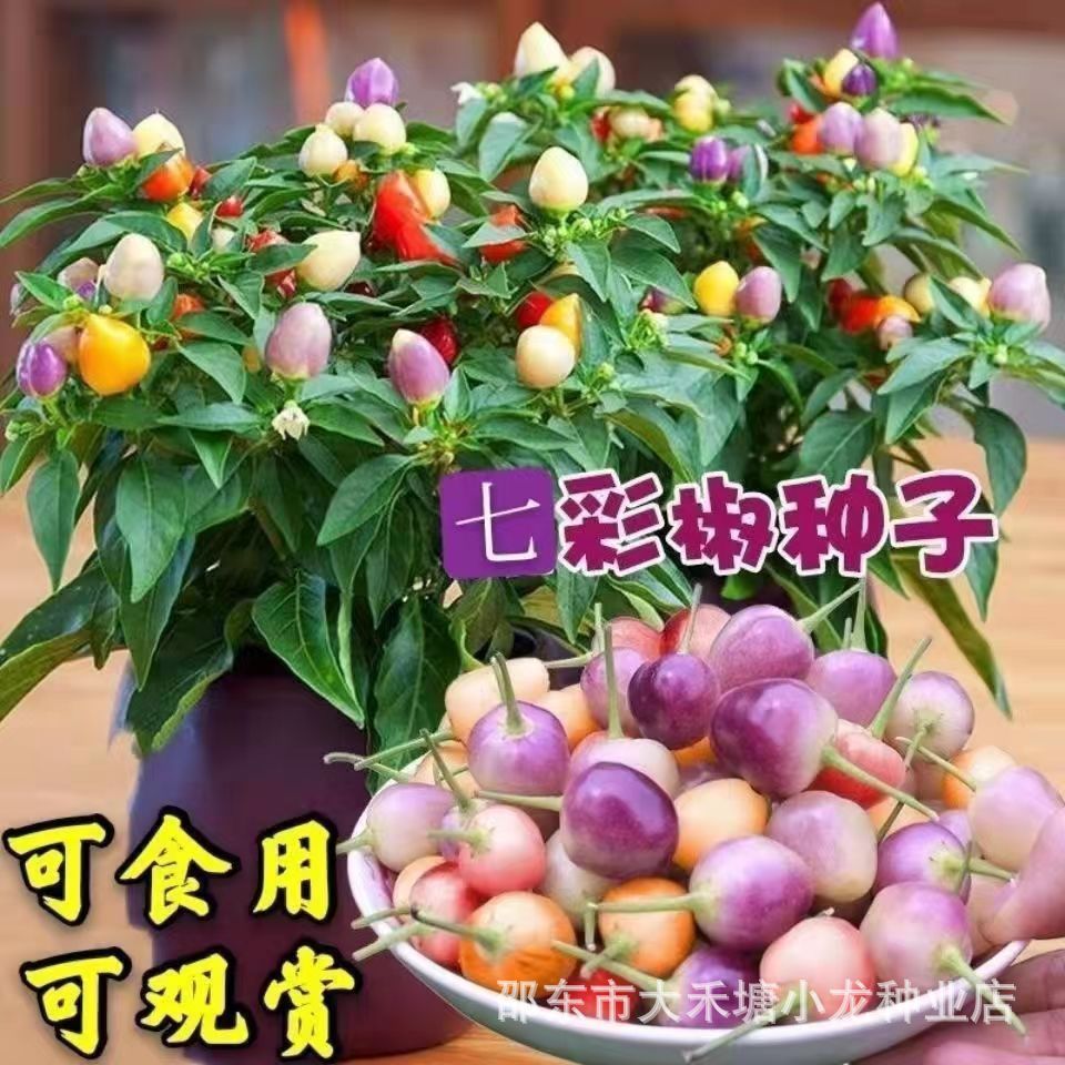 现货泡椒种子七彩泡椒种子美人椒种籽观赏可食用辣椒盆栽易种蔬菜Pickled pepper seeds, colorful pickled pepper seeds, beauty pepper see