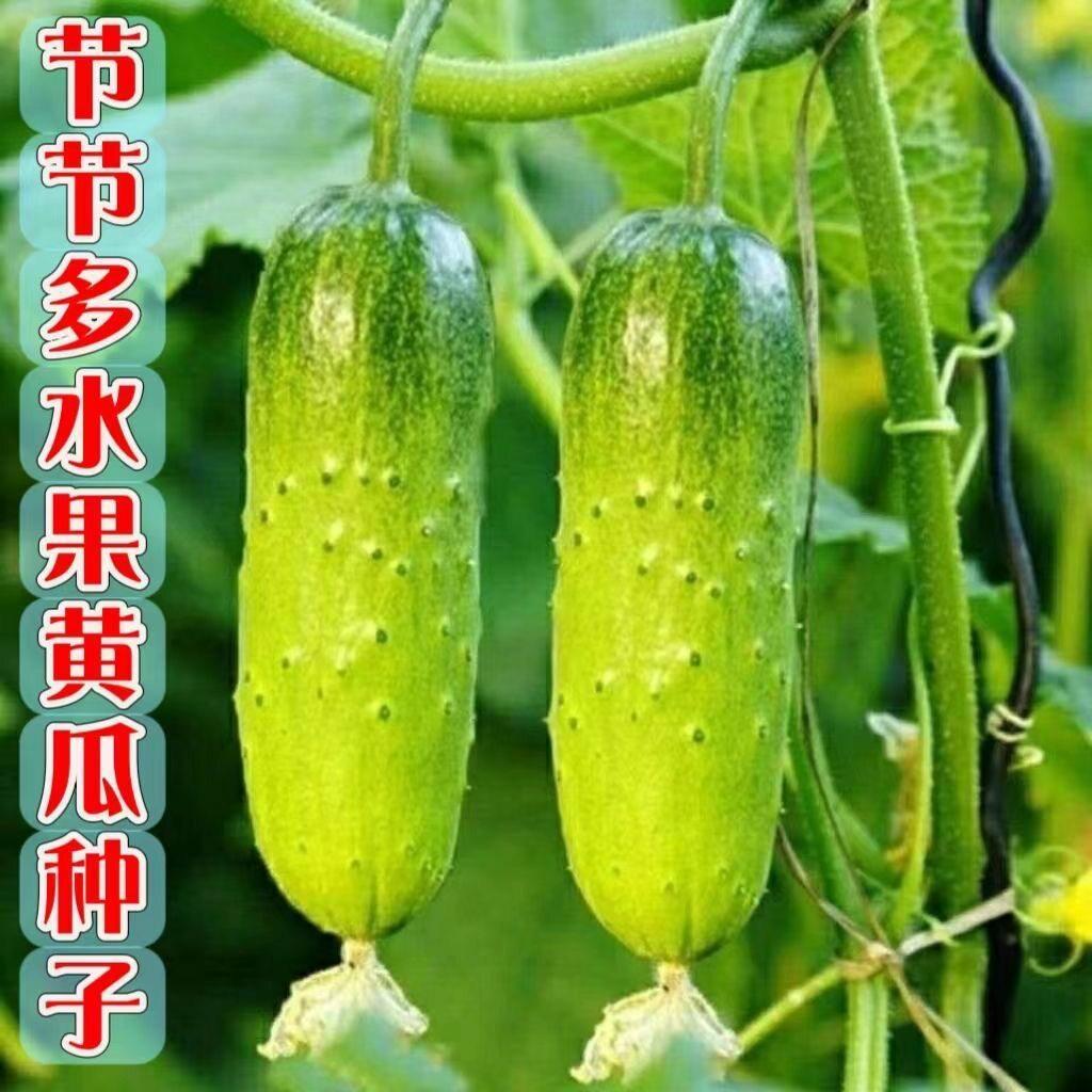 现货水果黄瓜种子甜脆爽口青瓜小黄瓜种籽春秋农家田园庭院爬藤蔬菜孑Fruit Cucumber Seeds Sweet Crunchy and Refreshing Cucumber Gherkin20