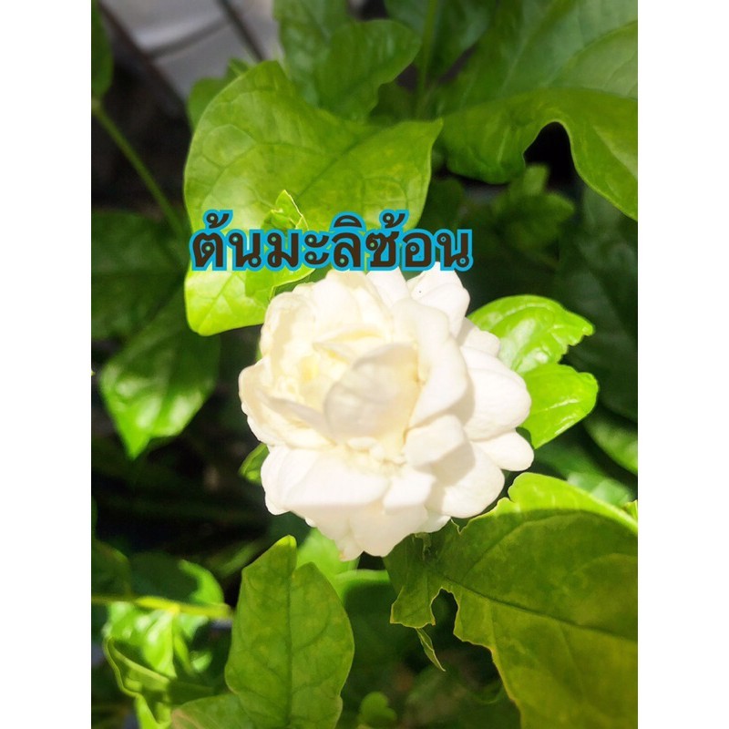 ต้นมะลิซ้อน พร้อมกระถาง5”