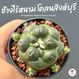 ช้างไร้หนาม โคลนสิงห์บุรี Coryphanta Elephantidens inermis แ…