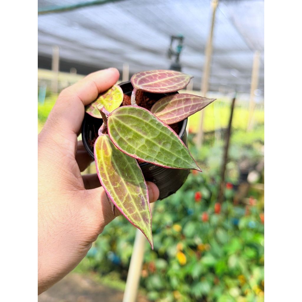 มุมมอง 3