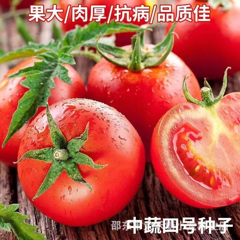 现货中蔬四号番茄种子大番茄水果西红柿种籽蔬菜种子高产Zhongshu No. 4 tomato seeds, large-fruited tomato fruit, red tomato2026032