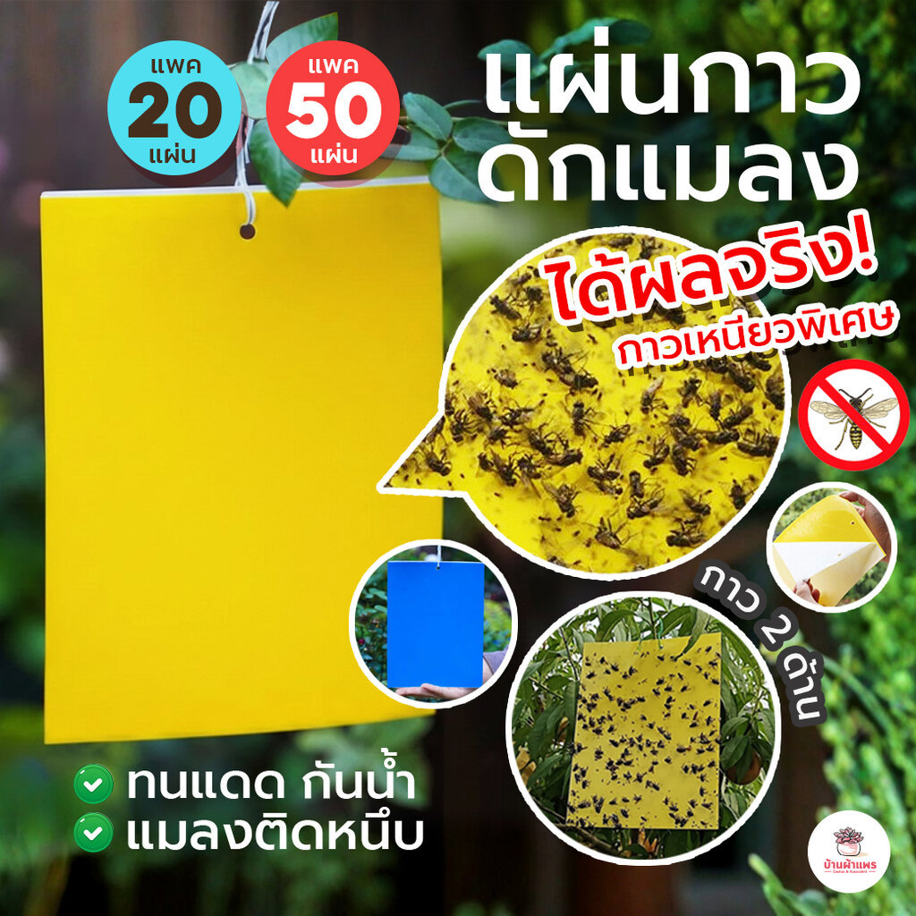 [ 20/50แผ่น ] แผ่นกาวดักแมลง มีกาวในตัว ใช้ได้ 2 ด้าน