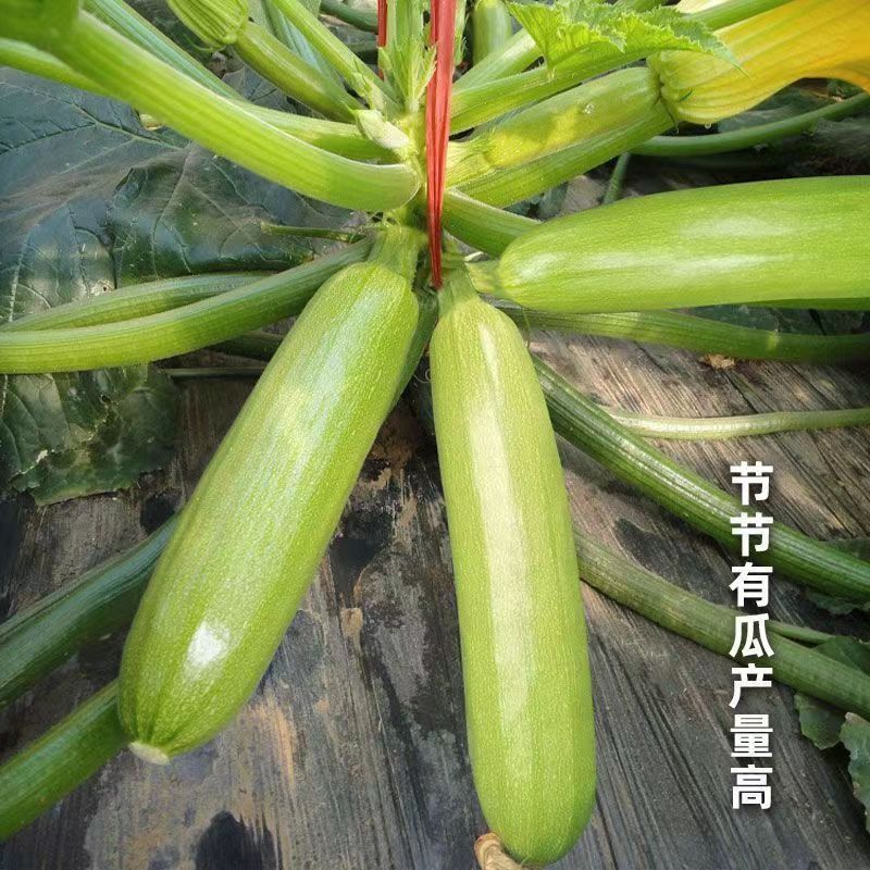 现货*西葫芦早中熟四季种子菜西葫芦葫芦种子籽绿皮春秋季籽Early-to-mid-maturing all-season zucchini seeds, zucchini squash.2026032