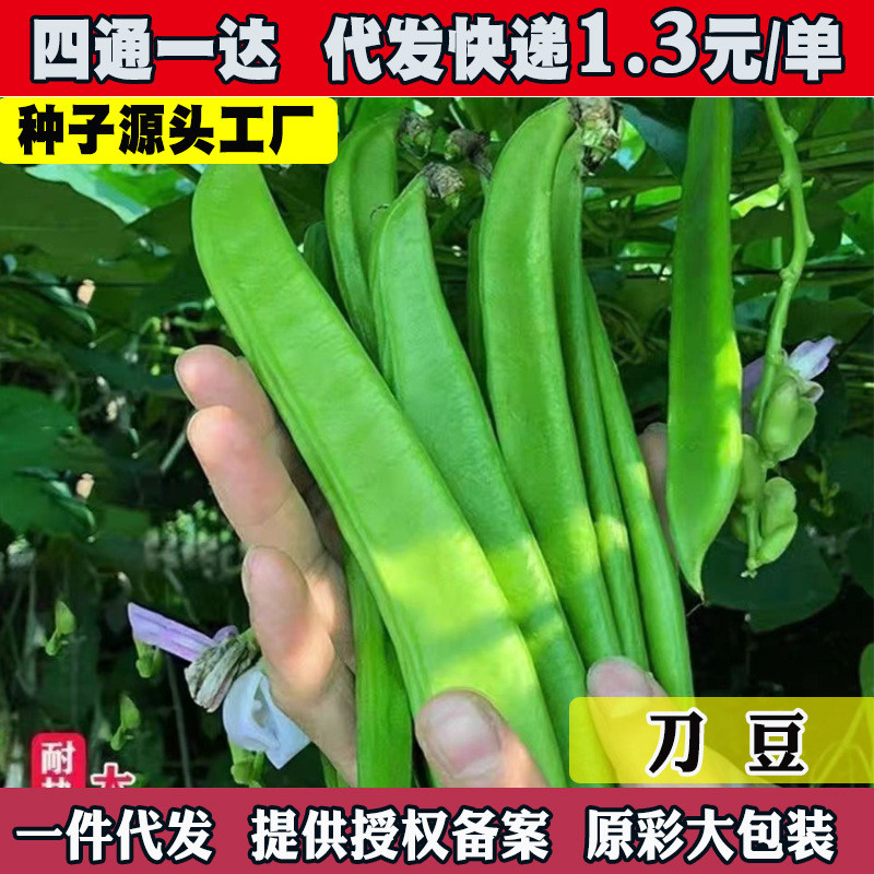 现货*豆种子大豆把豆种籽巨型大豆角种籽四季爬藤蔬菜豆角种子Bean seeds soybean put bean seed giant soybean pod seed20260321