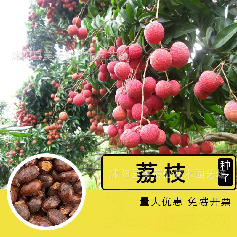 现货*新采果树种籽荔枝种子盆栽水果果树果蔬种子四季播种常绿乔木种籽Newly collected fruit tree seeds: lychee seeds for potted fruit gro