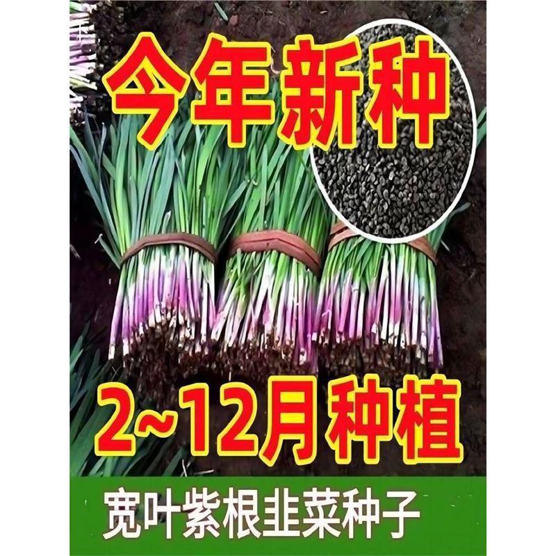 ที่ไม่ซ้ํากันสีแดง Leek Seed Leek Seed Leek Seed สีม่วงรากสีแดงกว้าง Leaf ขนาดใหญ่ทนความร้อนเย็นทน