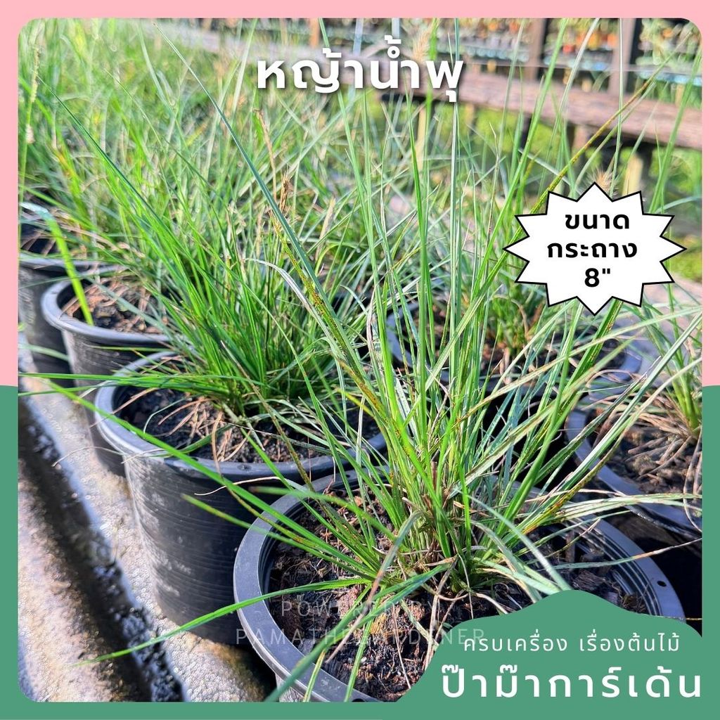 หญ้าน้ำพุแคระ 8 นิ้ว - Dwarf Fountain Grass