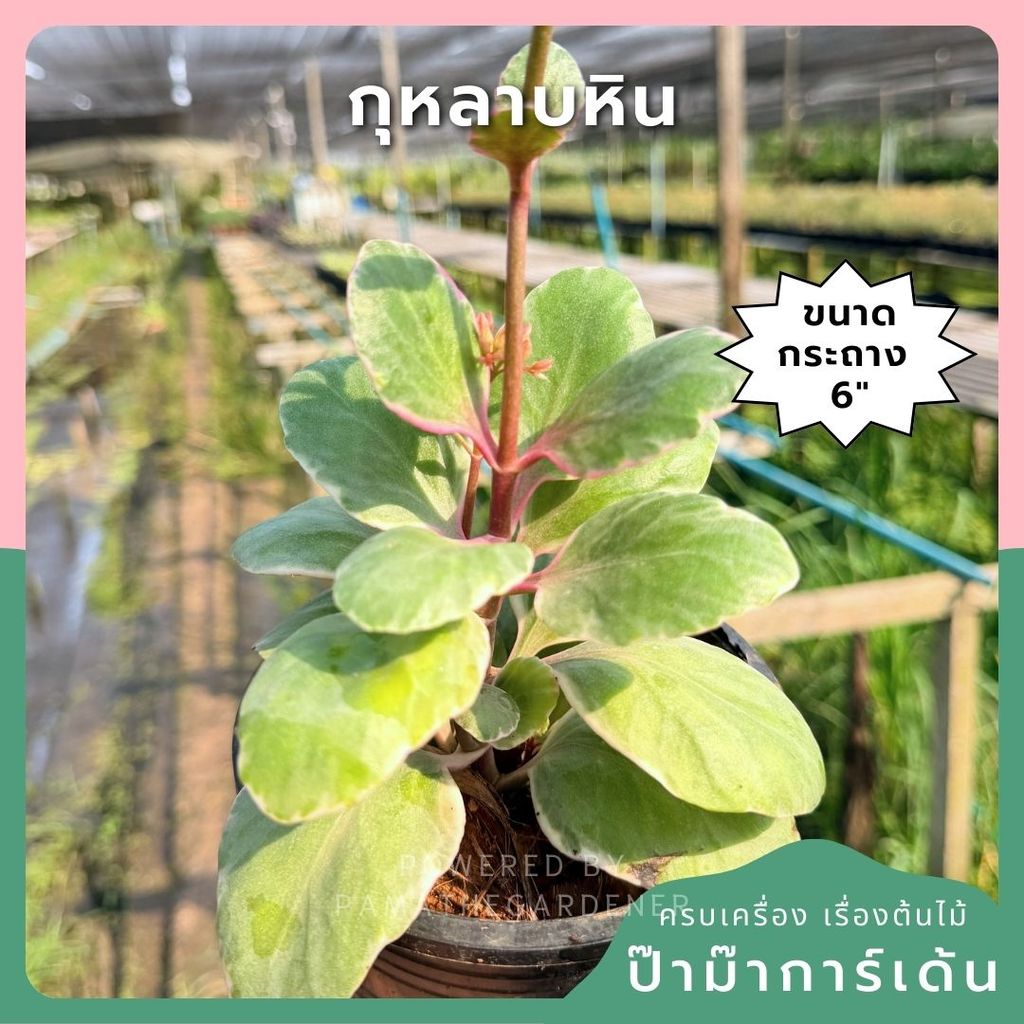 กุหลาบหิน 6 นิ้ว - Echeveria / Succulent