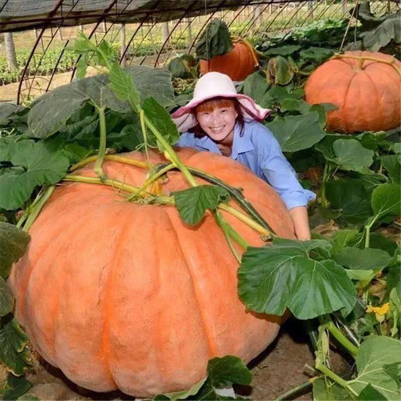 现货热卖巨型南瓜种子特大高产南瓜种子四季春夏观赏食用大南瓜籽四季菜籽Giant pumpkin seeds, extra-large, high-yield pumpkin seeds, four20