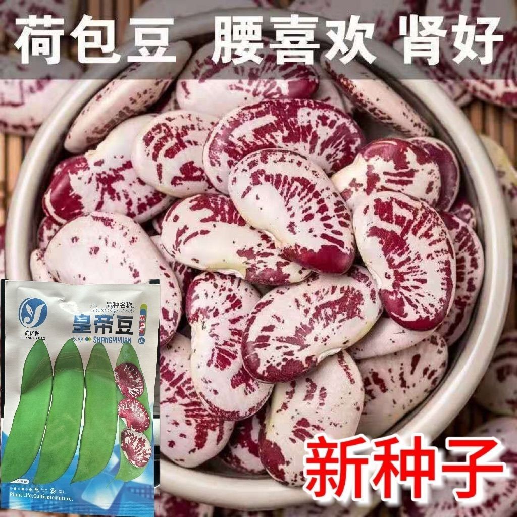 现货荷包豆种子肾豆种子丰产长寿豆种子大肾豆皇帝豆种子蔬菜种子籽Kidney bean seeds, kidney bean seeds, high-yield, long-life bean seed