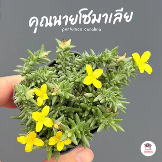 คุณนายตื่นสายโซมาเลีย ดอกเหลือง portulaca coralina กุหลาบหิน cactus&succulentหลากหลายสายพันธุ์