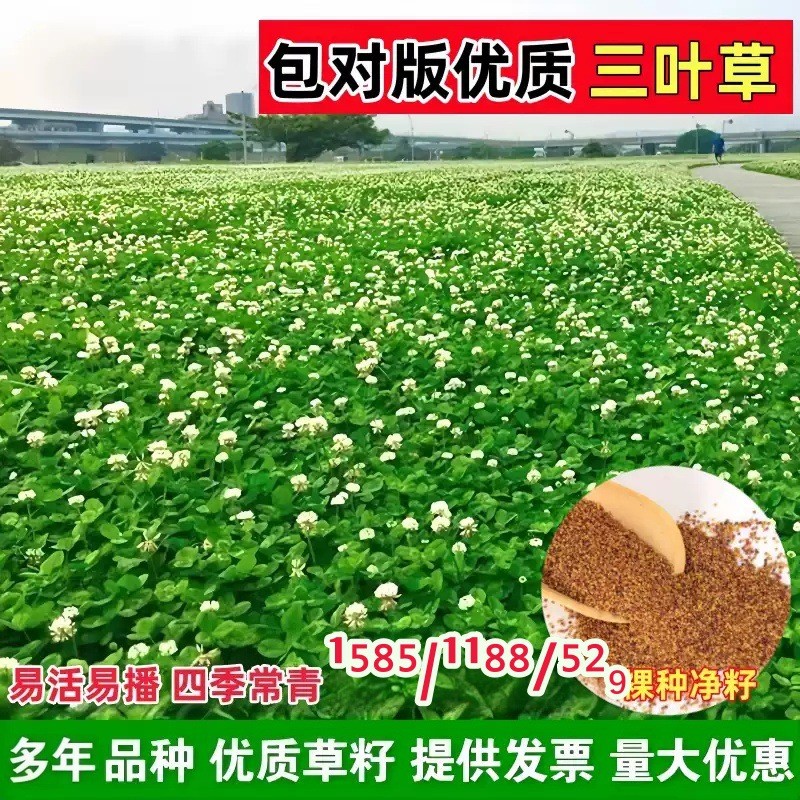 现货*白三叶种籽红三叶草籽三叶草种子幸运草四季常青耐寒绿化草坪草籽White clover seeds, red clover seeds, clover seeds20260324