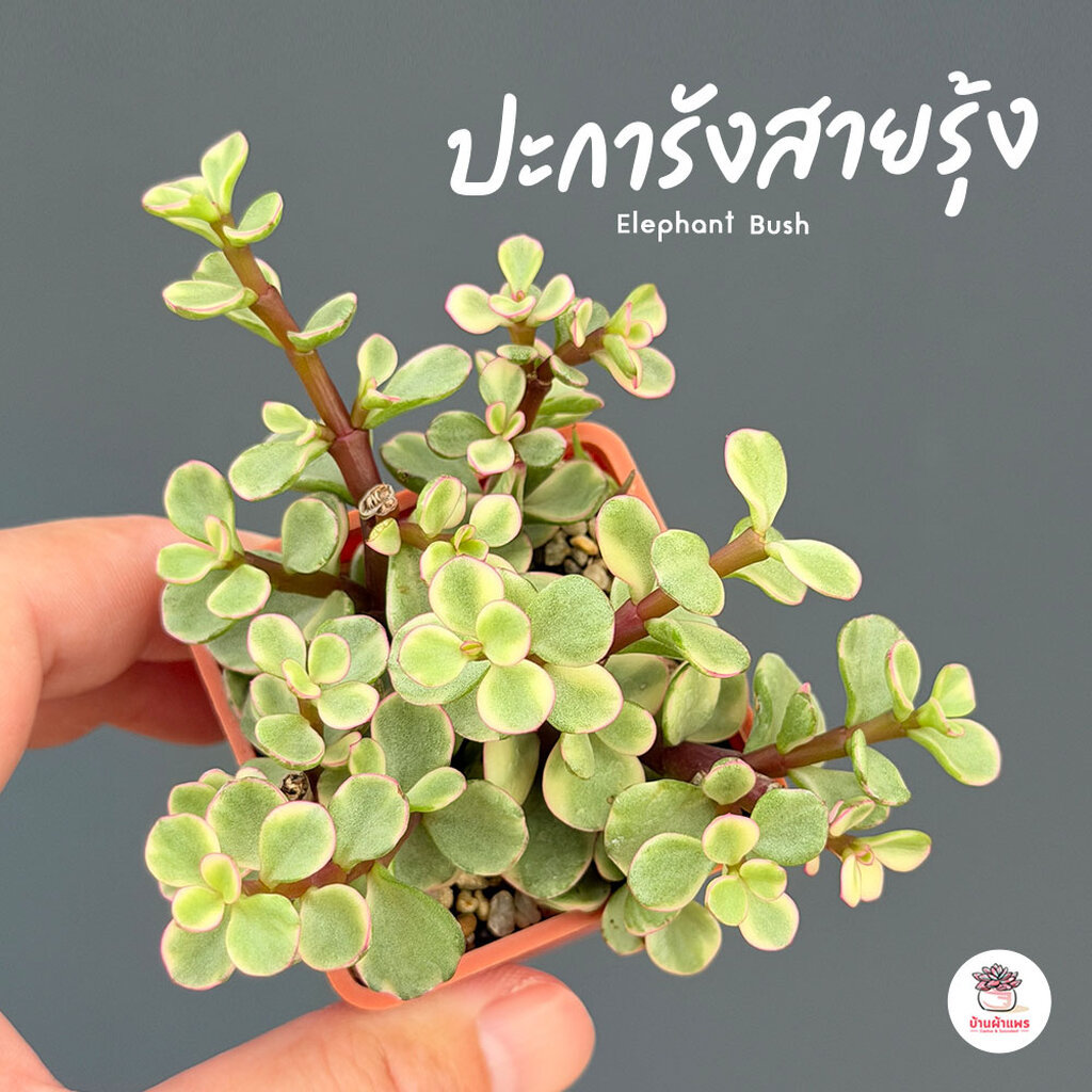 ปะการังสายรุ้ง Elephant Bush ไม้อวบน้ำ กุหลาบหิน Cactus&Succulent