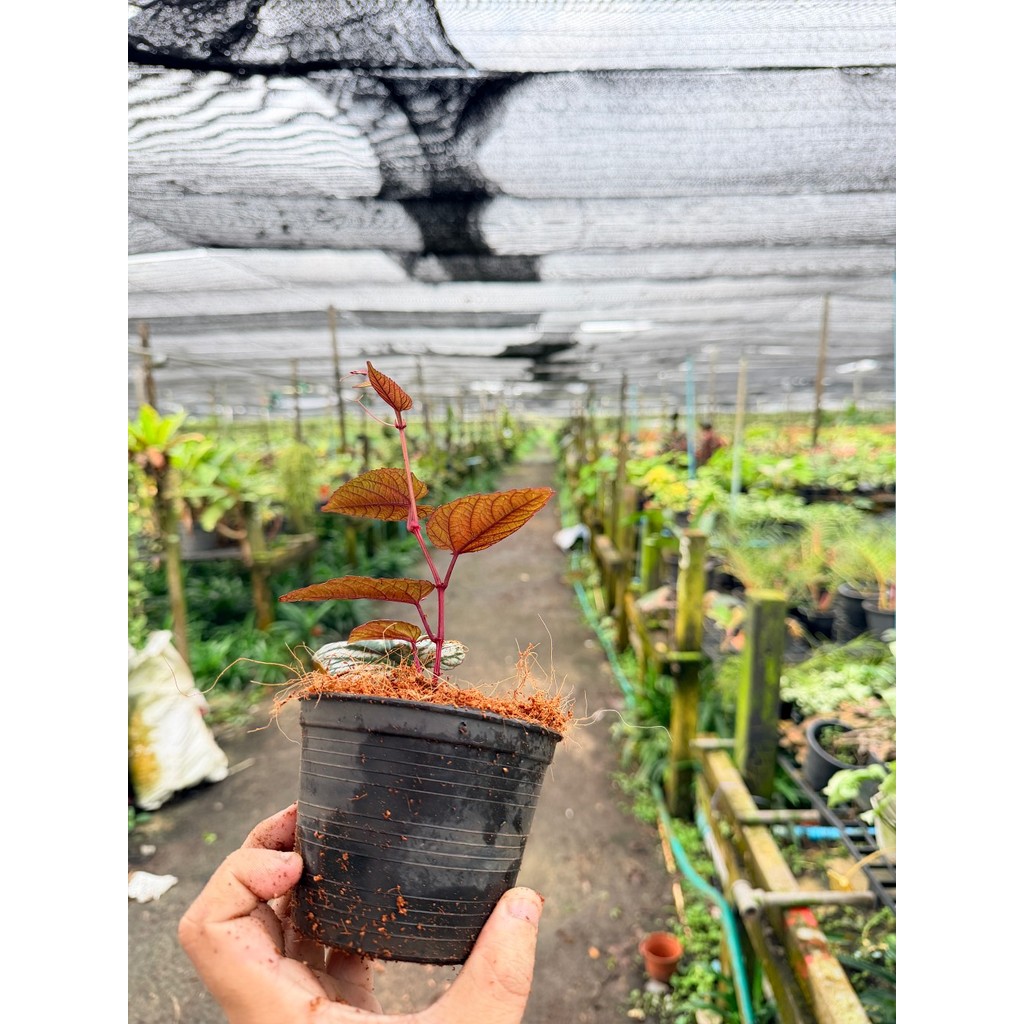 พลูนางฟ้า 4 นิ้ว - Silver Satin Pothos - View 5