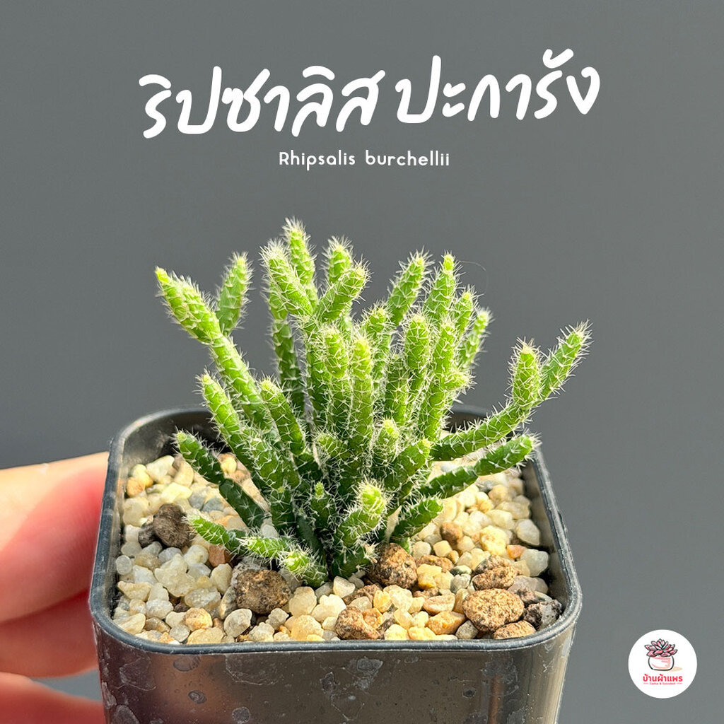 ริปซาลิส ปะการัง Rhipsalis burchellii กุหลาบหิน cactus&succulentหลากหลายสายพันธุ์