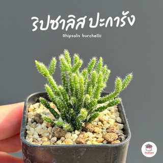 ริปซาลิส ปะการัง Rhipsalis burchellii กุหลาบหิน cactus&succu…