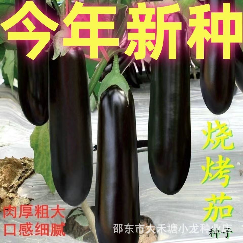 现货烧烤茄种子 紫长茄烧烤茄种籽 农家盆栽阳台蔬菜种子Barbecue Eggplant Seeds, Purple Long Eggplant Barbecue Eggplant Seeds2026