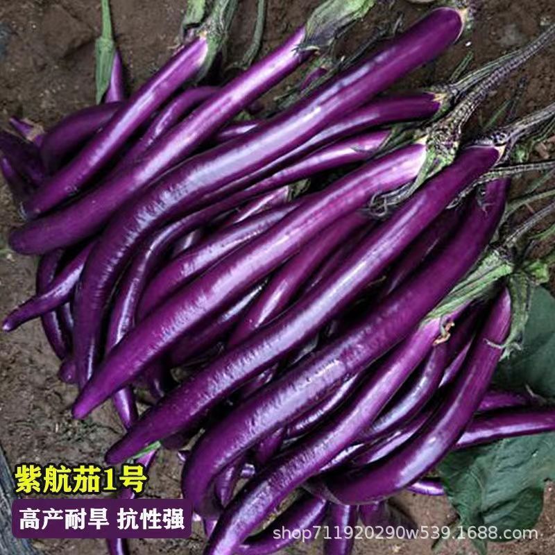 现货紫帅杭茄种子杭茄一号种子细长紫茄子春夏季丰产耐旱蔬菜种子大全Purple Shuai Hang Eggplant Seeds, Hang Eggplant No. 1 Seeds, Long an
