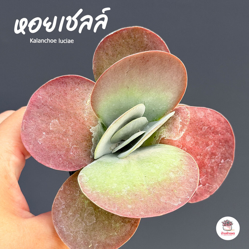 หอยเชลล์ Kalanchoe luciae กุหลาบหิน cactus&succulentหลากหลายสายพันธุ์