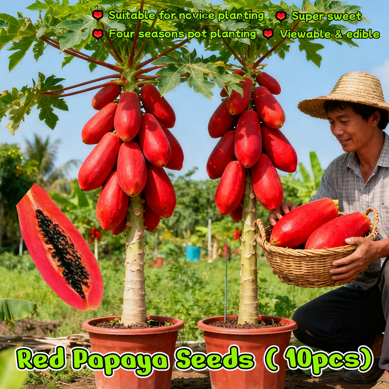 10เมล็ด/แพ็ค ของแท้100% ปลูกง่าย Red Lady Papaya Plant Fruit Seed Dwarf Papaya Tree Seeds เมล็ดมะละกอฮอลแลนด์
