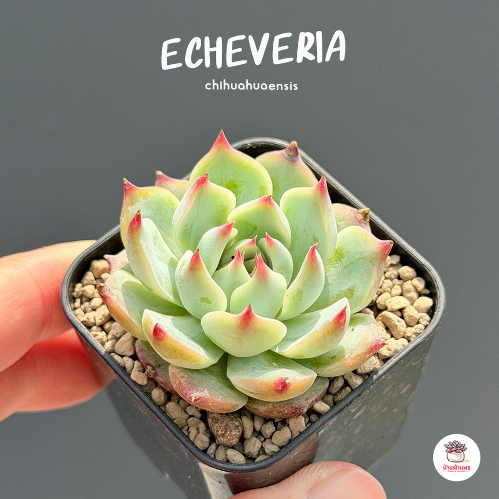 Echeveria chihuahuaensis กุหลาบหิน cactus&succulentหลากหลายสายพันธุ์