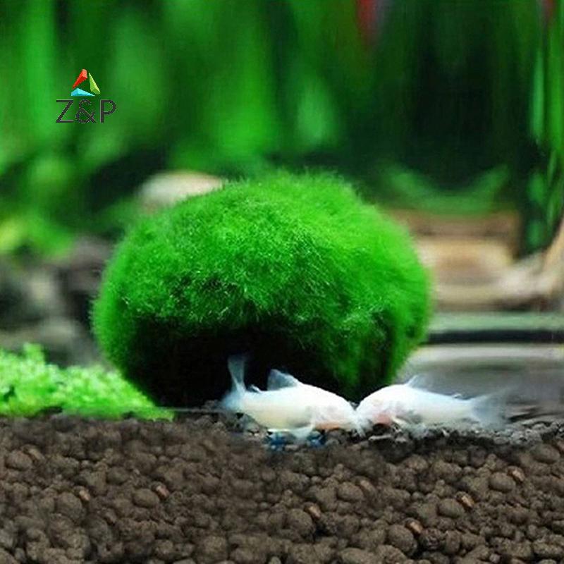 Z&P 2-3 ซม. Marimo Moss Balls Live Aquarium พืชสาหร่ายปลากุ้งถังเครื่องประดับ COD
