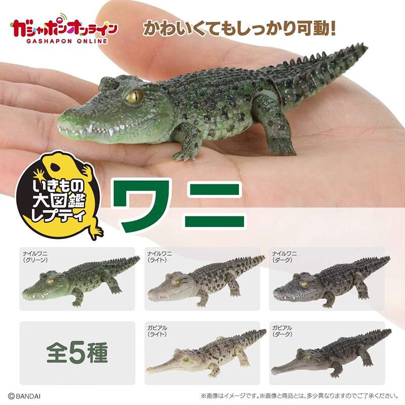 {ของเล่นสดใส} Japan Bandai Biological Big Illustrated Book Crocodile Capsule Toy Gangesk Crocodile N