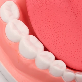 โมเดลฟัน 6 เท่า พร้อมแปรงสีฟัน สําหรับทันตแพทย์ ดูแลช่องปาก
