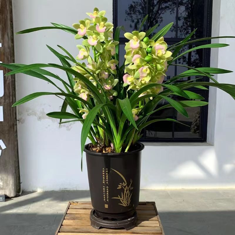 (มีดอกตูม) (Hualien Xianglan) น้ำหอมที่แข็งแรงต้นกล้าดอกไม้ขนาดใหญ่และพืชสีเขียว