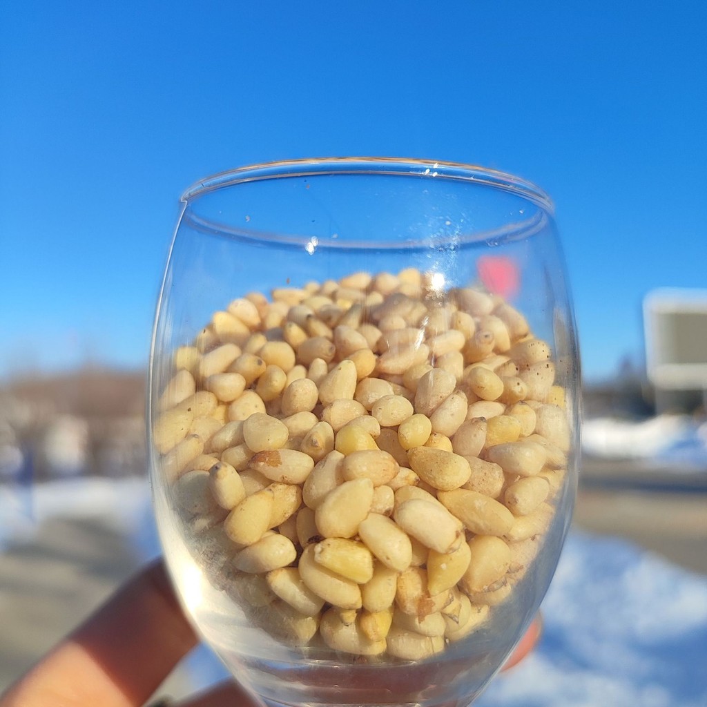 Northeast Daxinganling Wild Horsetail Pine Nuts Original Yan Song zi ren 250g ถั่วไม่มีความพิเศษใหม