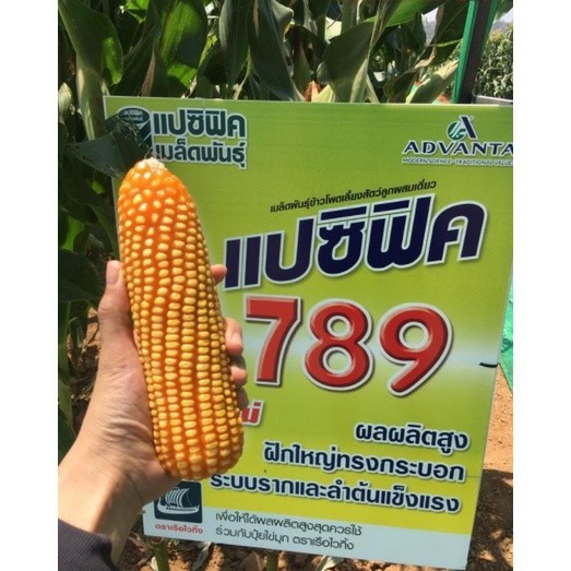 🔥การประกันคุณภาพ🔥 เมล็ดพันธุ์ ข้าวโพดเลี้ยงสัตว์ 789แปซิฟิค ( แบ่งขาย ) บรรจุ 1 ก.ก สีสวย ได้ผลผล