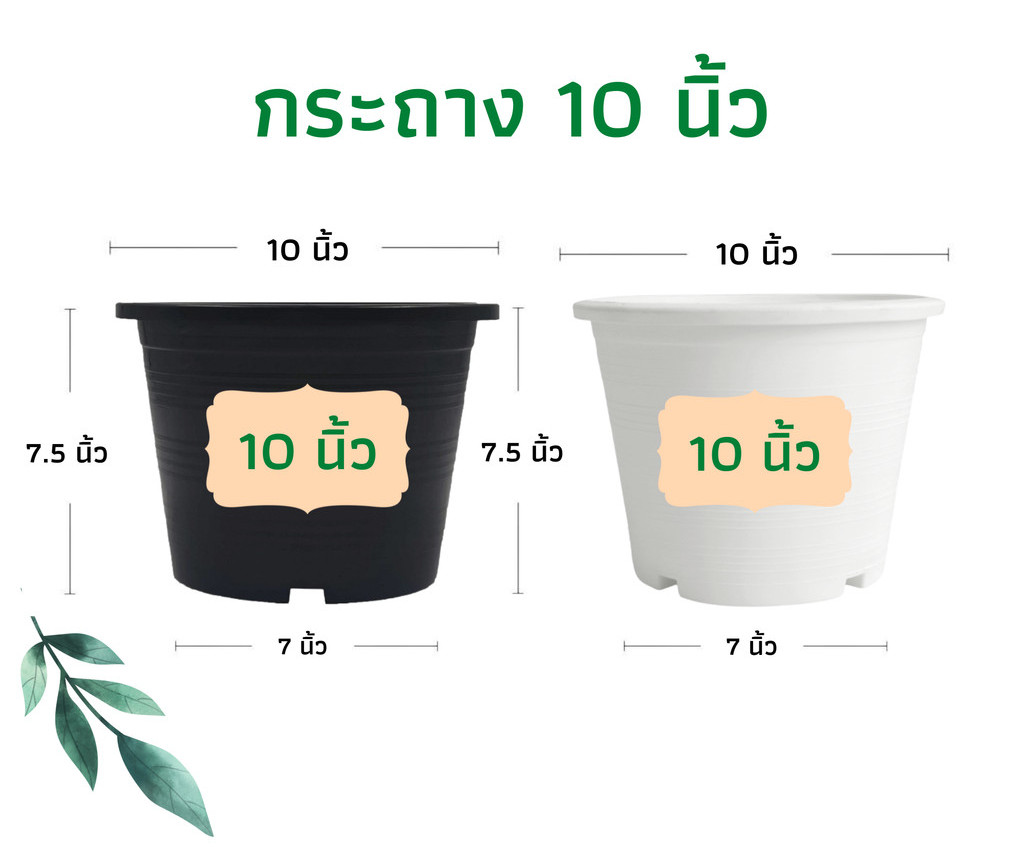 กระถาง 10 นิ้ว กระถางพลาสติก กระถางต้นไม้ กระถางต้นไม้พลาสติก กระถางแคตตัส กระถางปลูกต้นไม้ กระถาง