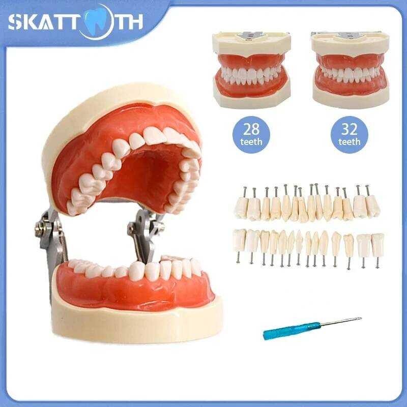 28/32 Teeth Dental Ching Soft Gum Typodont Teeth Dentist Technician Practice Training Demonstration