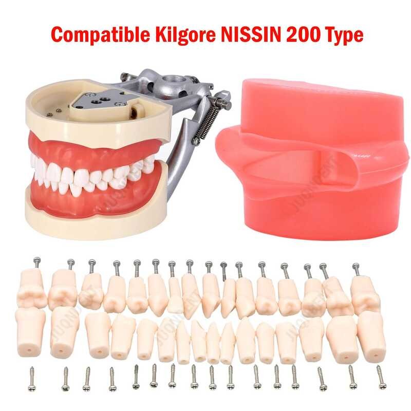 Dental Teeth Model For Training Ching Compatible NISSIN 200 Type 32 Teeth Position Simulation Resin