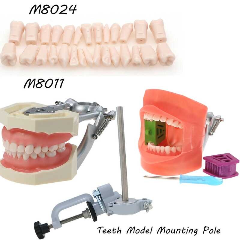 Typodont ฟันรุ่น 32 ชิ้นเปลี่ยนสกรู Kilgore Nissin 200 ประเภทรุ่นเสายึด M8012 M8025