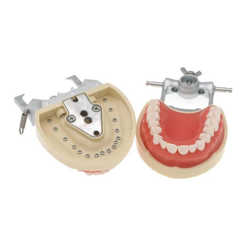 Dental Typodont Teeth Model Compatible Kilgore NISSIN 200 Type Removable Preparation Teeth 32Pcs M8