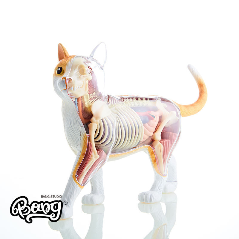 4d Master Anatomy Rhubarb Cat สัตว์ Anatomy Cat Jason Freeny