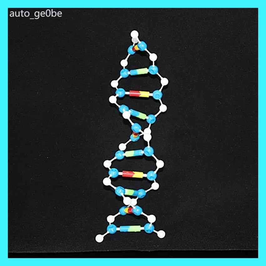 AA DNA ชุดโมเดลโมเลกุลทางชีวภาพแบบจำลองเกลียวคู่โครงสร้างโมเลกุลรุ่น Deoxyribonucleic acid 10 ชั้นภ