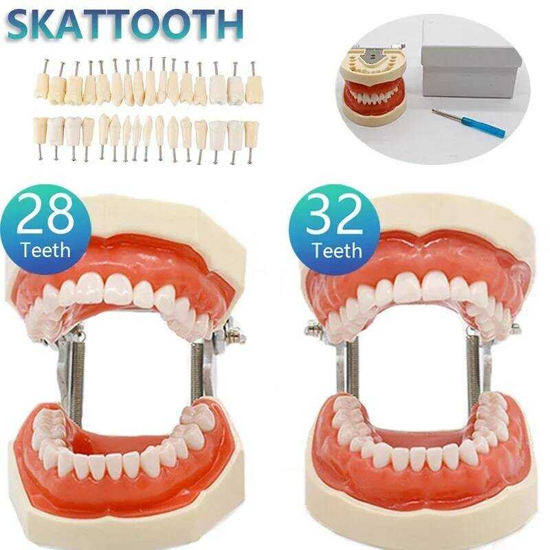 32 Teeth Dental Ching Model Soft Gum Resin Typodont Teeth Model For Dentist Practice Studying Tool