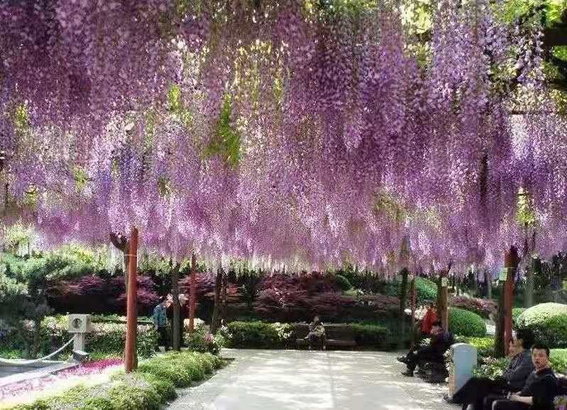 Wisteria Flower Saplings หลายสีต้นกล้าดอกไม้ Wisteria
