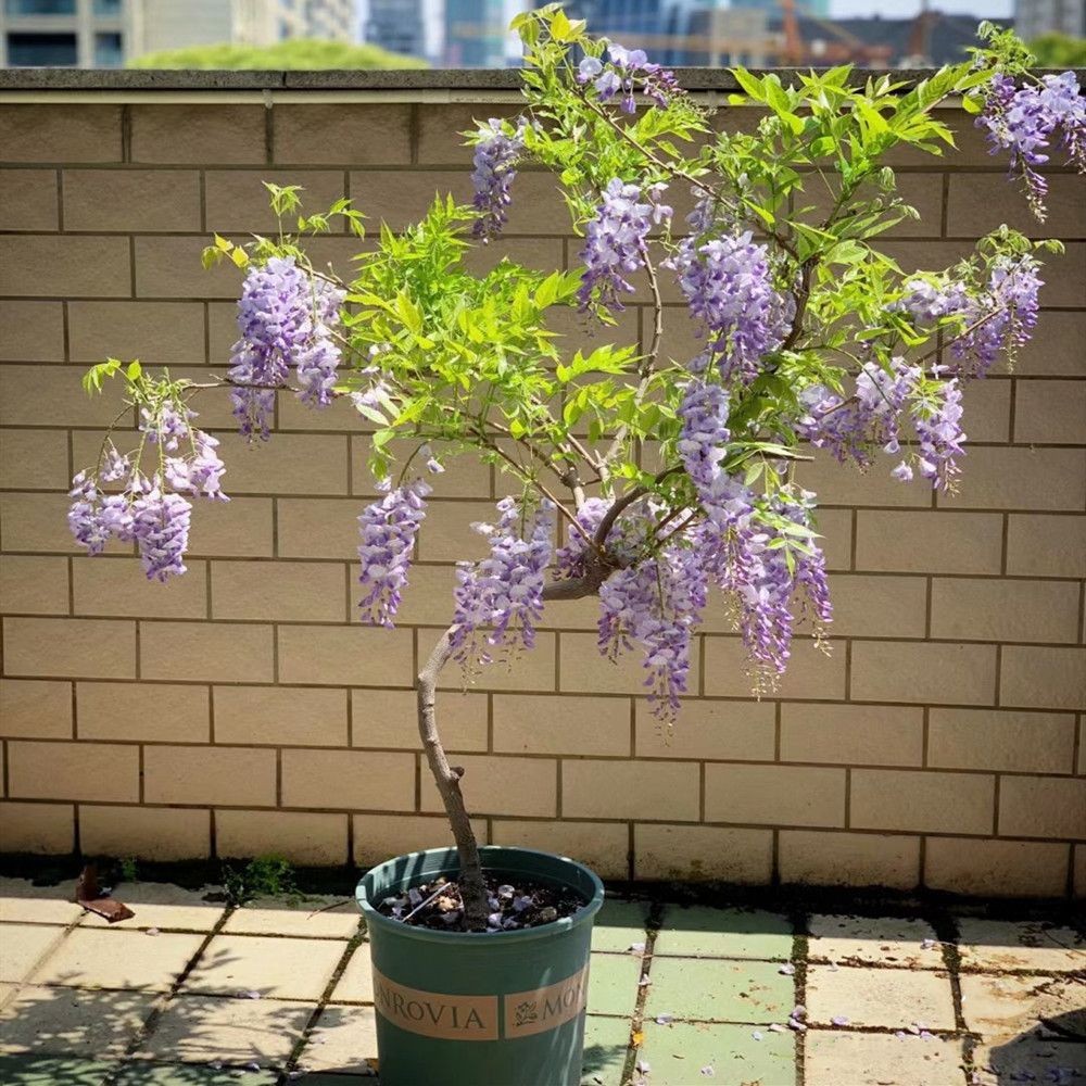 Wisteria Flower Saplings หลายสีต้นกล้าดอกไม้ Wisteria