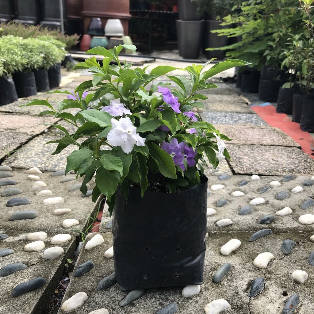 ในสต็อก Anak pokok YTT/yesterday วันนี้พรุ่งนี้ (Brunfelsia Pauciflora)Golden Dendrops bunga pekan