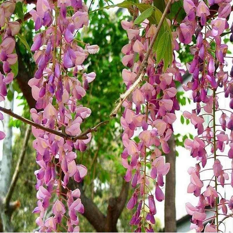 ต้นกล้าดอกไม้ Wisteria Wisteria Flower Pot