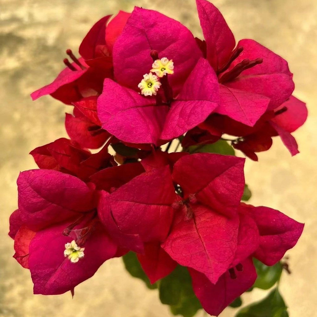เฟื่องฟ้าหลากสี Potted Seedlings ปีนดอกไม้ Bougainvillea